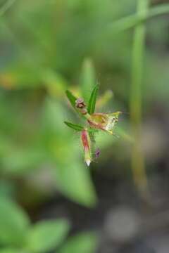 Image de Cuphea leptopoda Hemsl.