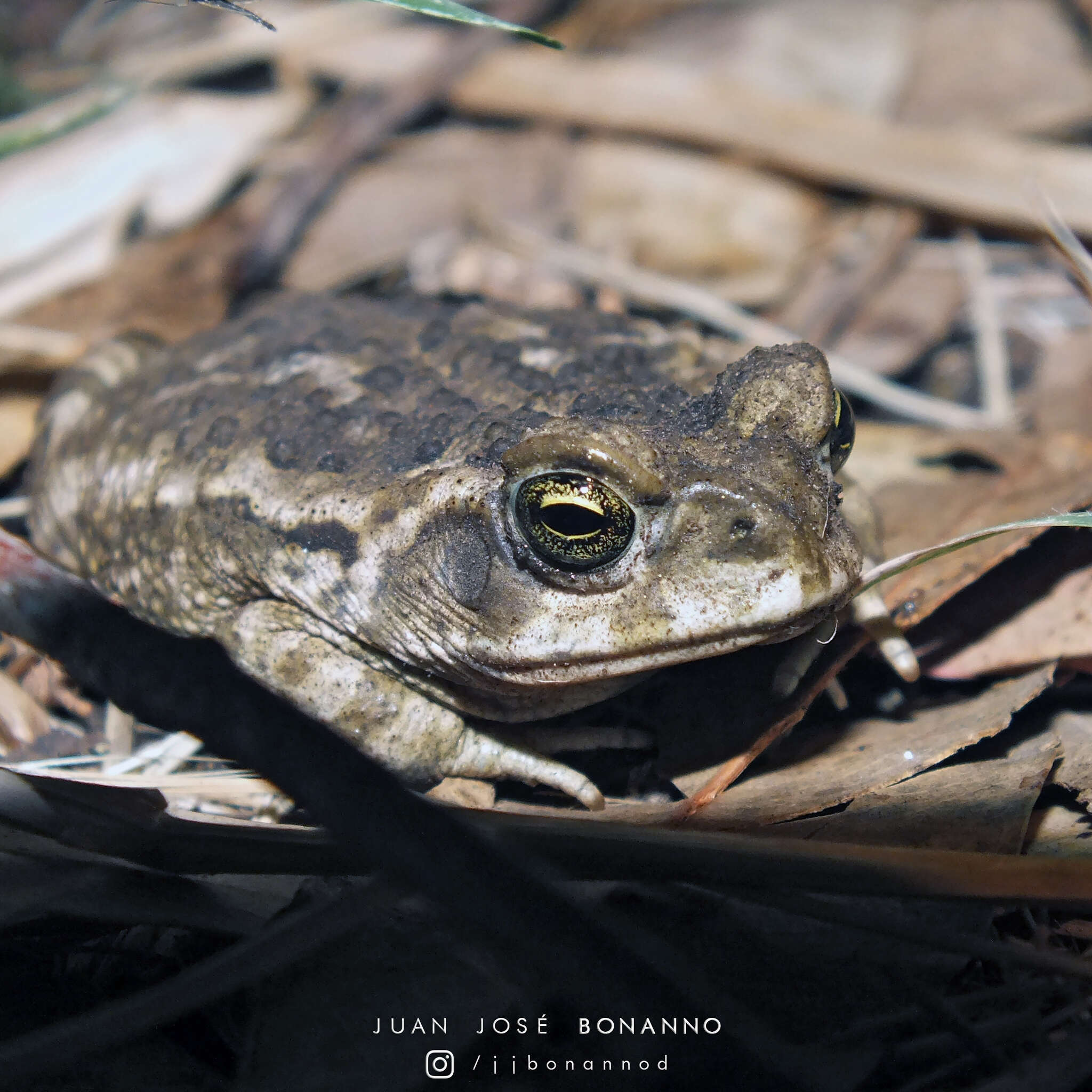 Image of Argentine toad