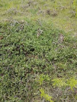 Слика од Arctostaphylos hookeri subsp. montana (Eastw.) P. V. Wells