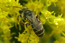 Image of Callandrena Cockerell 1898