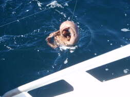 Image of Australian mottled moray