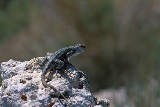 Image of Sceloporus graciosus graciosus Baird & Girard 1852