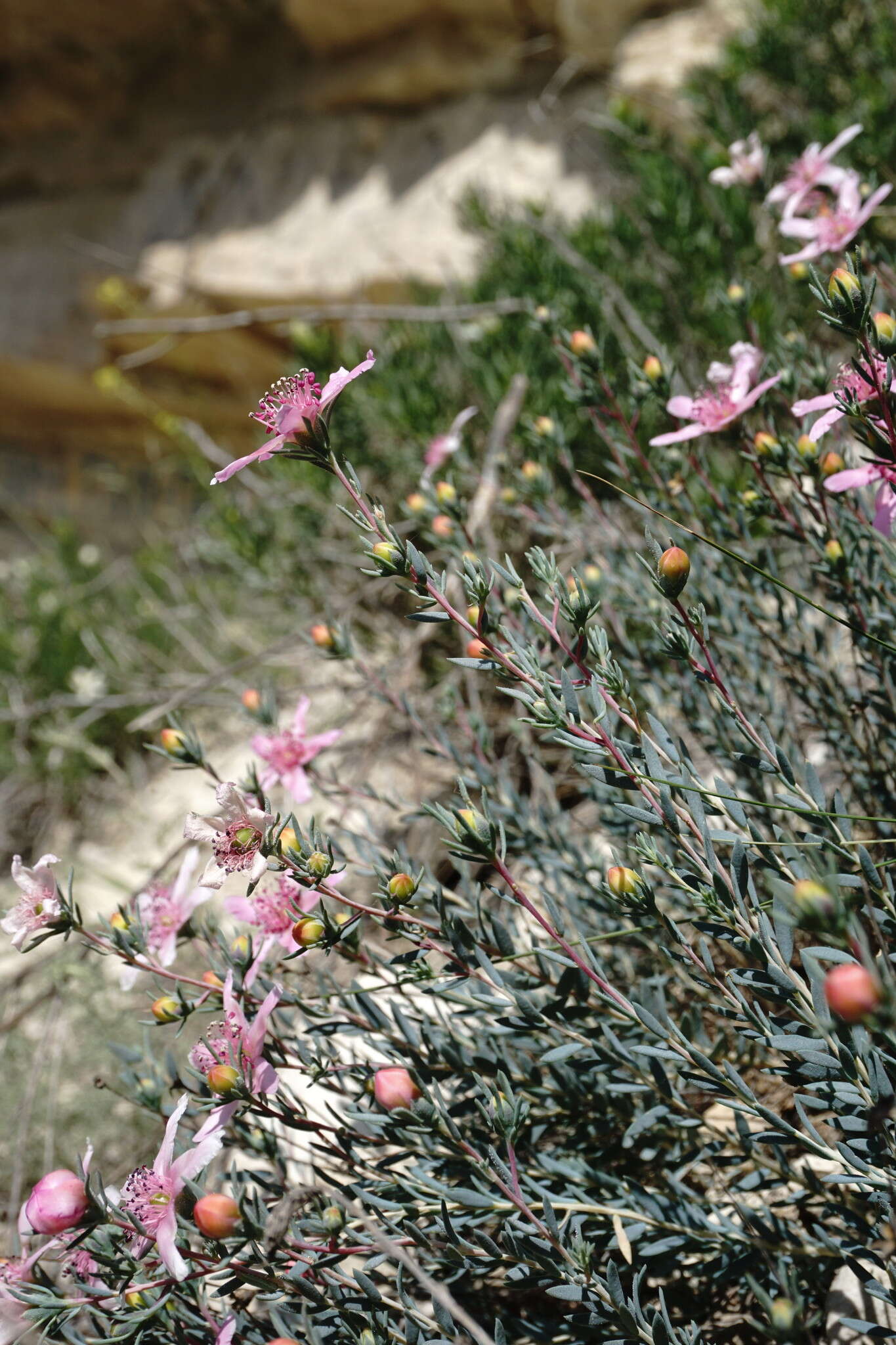 Image de Reaumuria alternifolia subsp. alternifolia