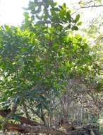 Ficus maxima Mill.的圖片