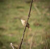 Image of Straight-billed Reedhaunter