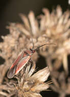 Lopidea marginata Uhler 1894 resmi