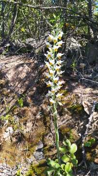 Plancia ëd Gavilea longibracteata (Lindl.) Sparre ex L. E. Navas