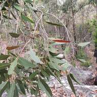 Image of Eucalyptus umbra F. Müll. ex R. T. Baker