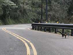 Image of Yellow-throated Marten