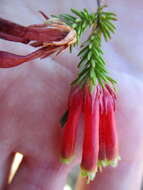 Image of Erica unicolor subsp. georgensis E. G. H. Oliv. & I. M. Oliv.