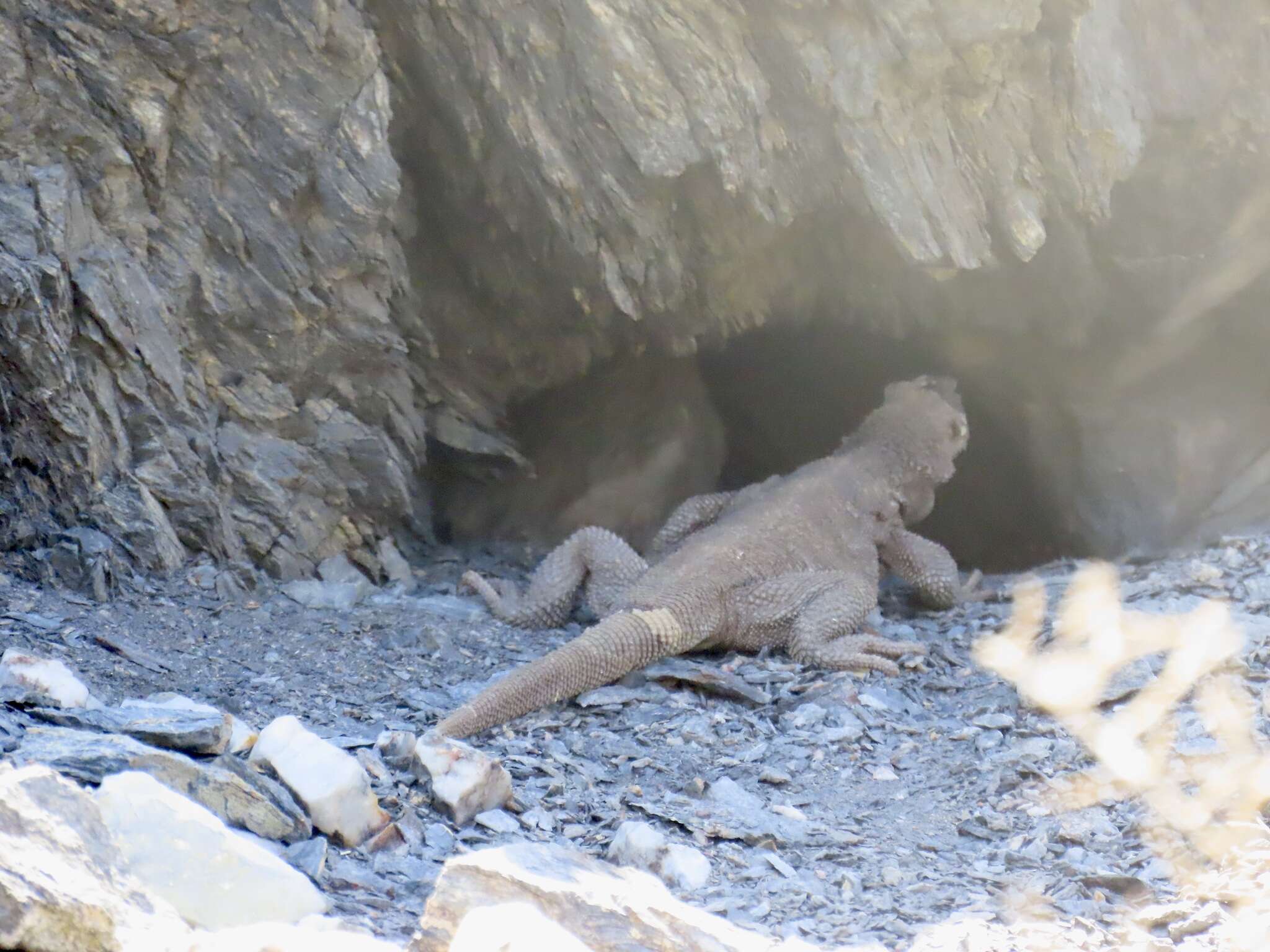 Image of Angel Island chuckwalla