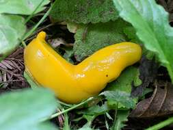 Image of California Banana Slug