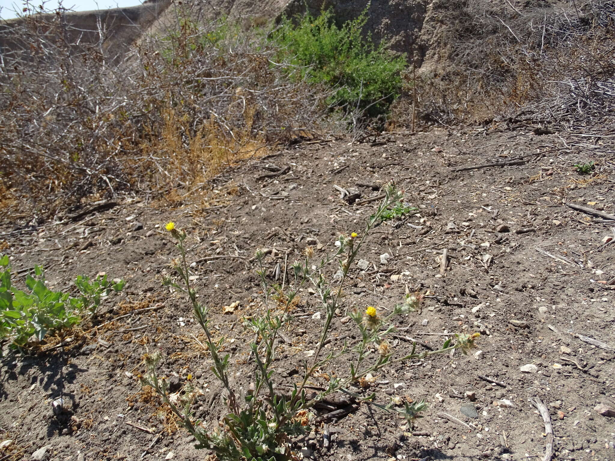 Image of Maltese star-thistle