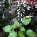 Image of <i>Coleus nitidus</i>