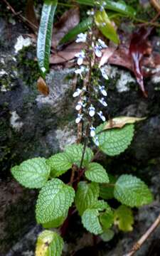 Image of <i>Coleus nitidus</i>