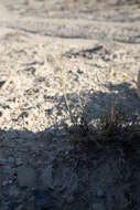 Image of Eriogonum mitophyllum Reveal