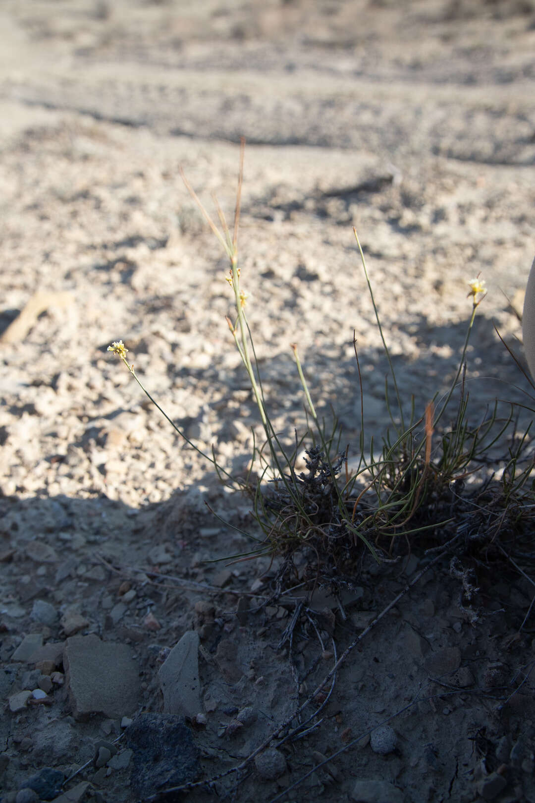 Image of Eriogonum mitophyllum Reveal