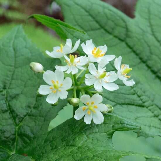 Image de Diphylleia cymosa Michx.