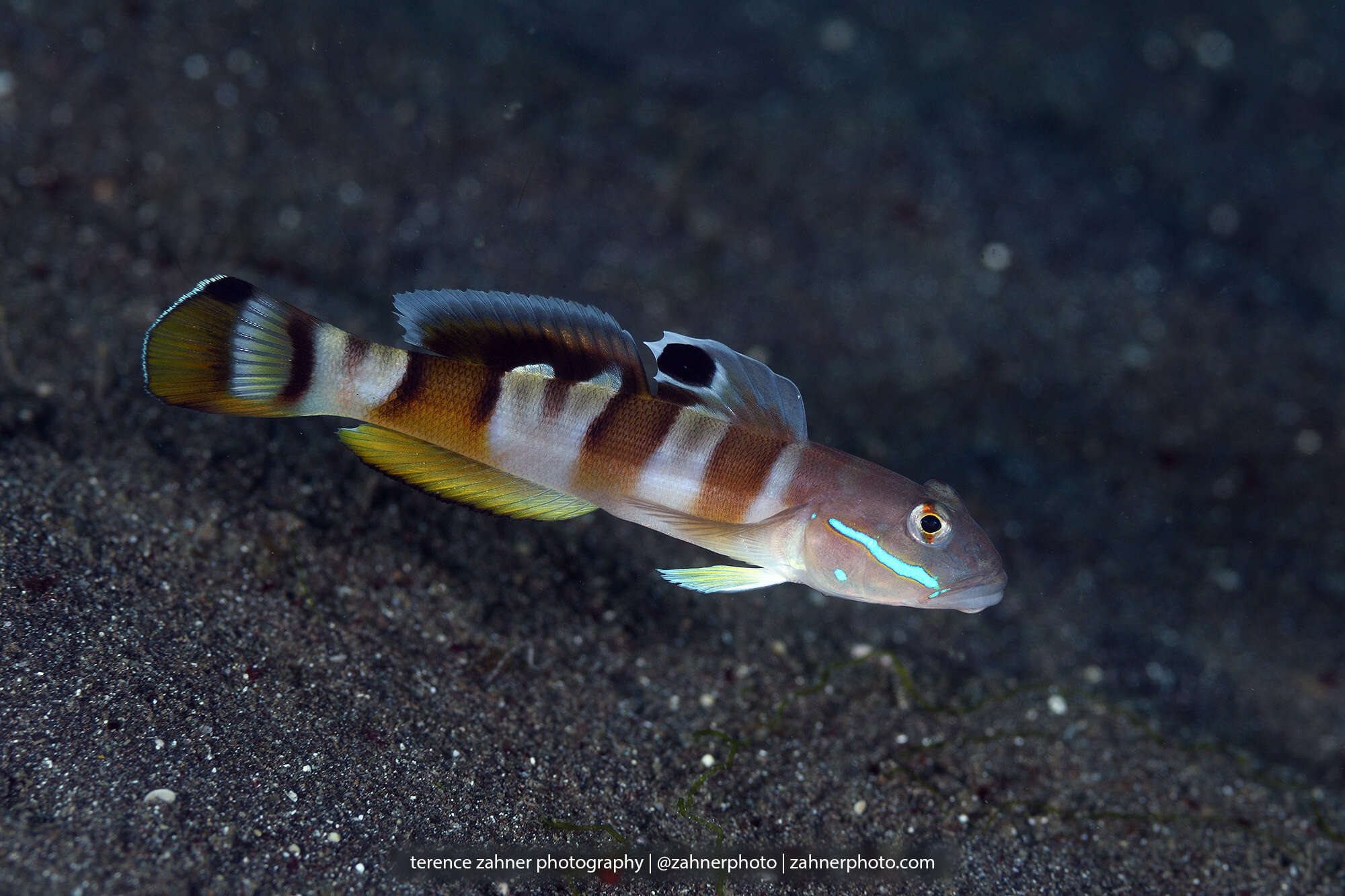 Image of Broad-barred sleeper-goby