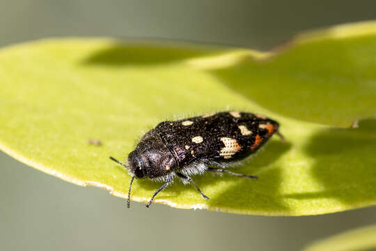 Image de Acmaeodera plagiaticauda Horn 1878