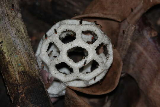 Image of Clathrus roseovolvatus Lécuru, Mornand, Fiard & Courtec. 2013