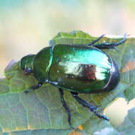 Image of Mimela splendens (Gyllenhal 1817)