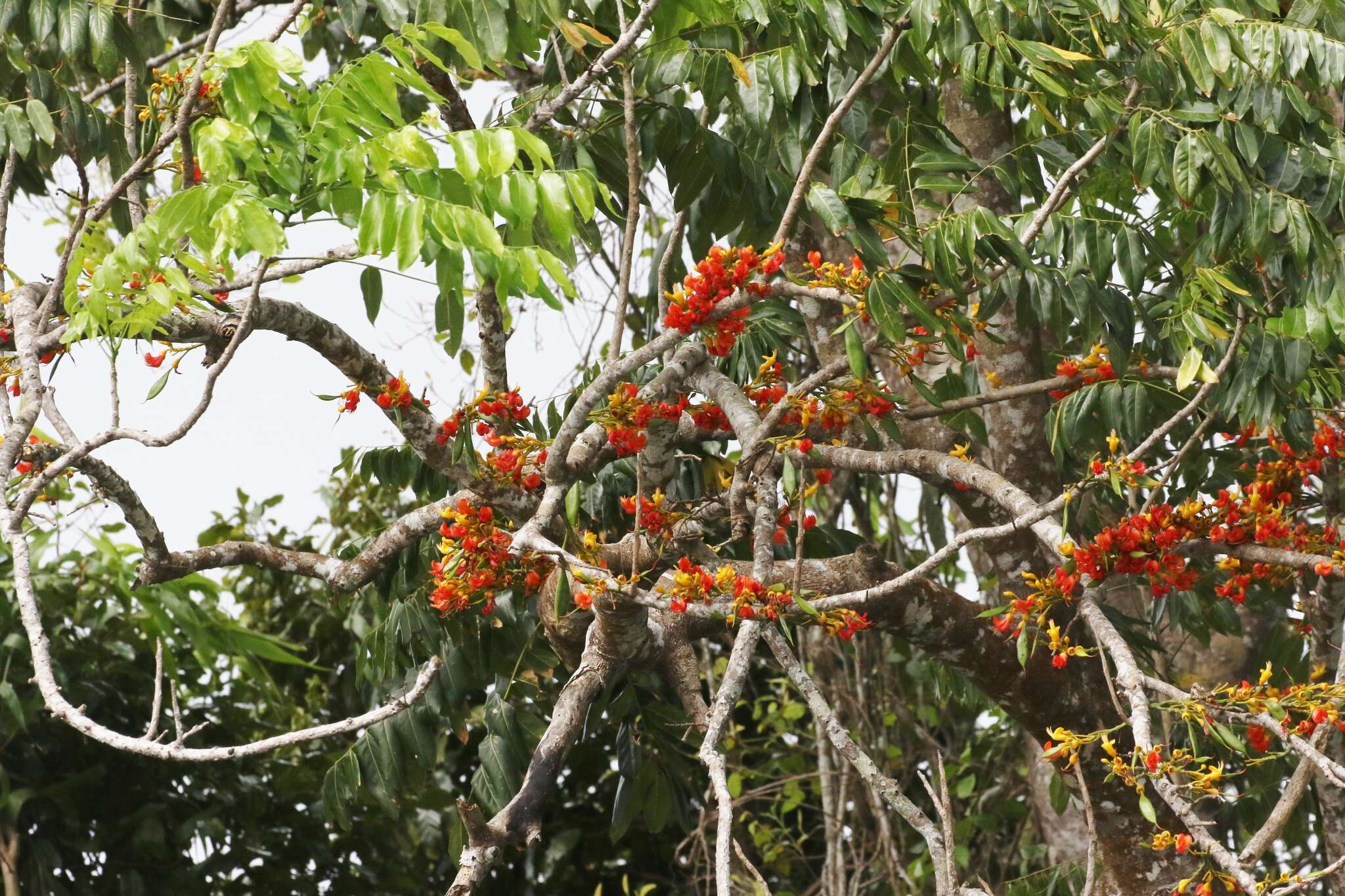 Image de Castanospermum