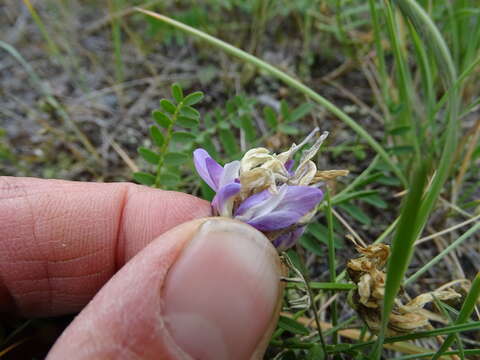 Image of purple milkvetch