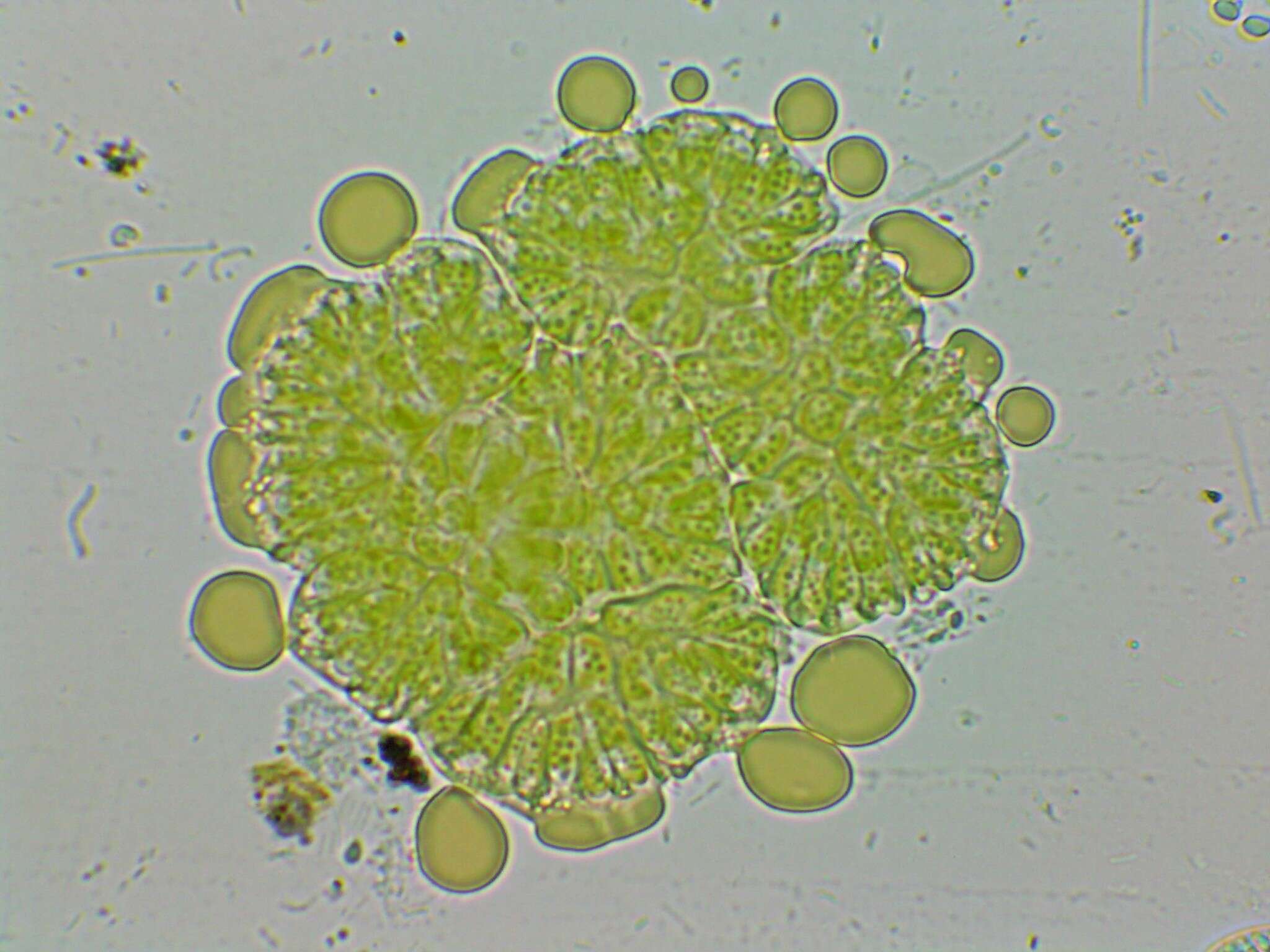 Image of Elliptochloris