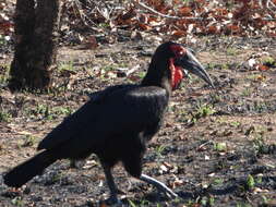 Image of Southern Ground Hornbill