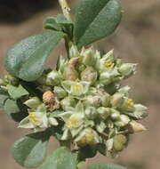 Image of Limeum telephioides var. telephioides