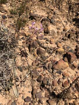 Image of Pelargonium ternifolium P. J. Vorster