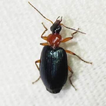 Image of Lebia (Loxopeza) atriceps Le Conte 1863