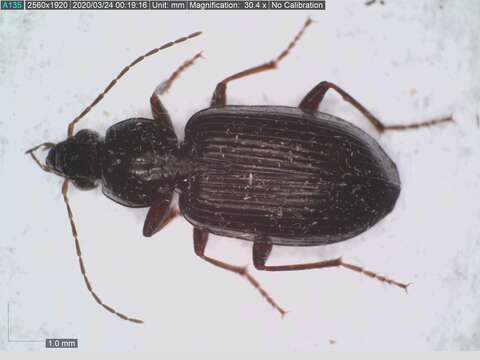 Image of Agonum (Olisares) punctiforme (Say 1823)