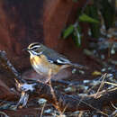 Image of Bearded Scrub Robin