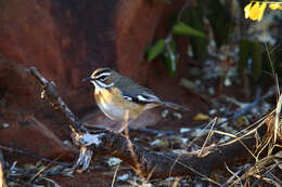 Image of Bearded Scrub Robin