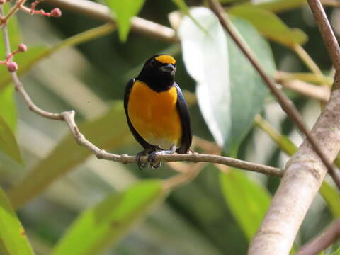 Image of White-vented Euphonia