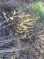 Image of Ross' pitcher sage