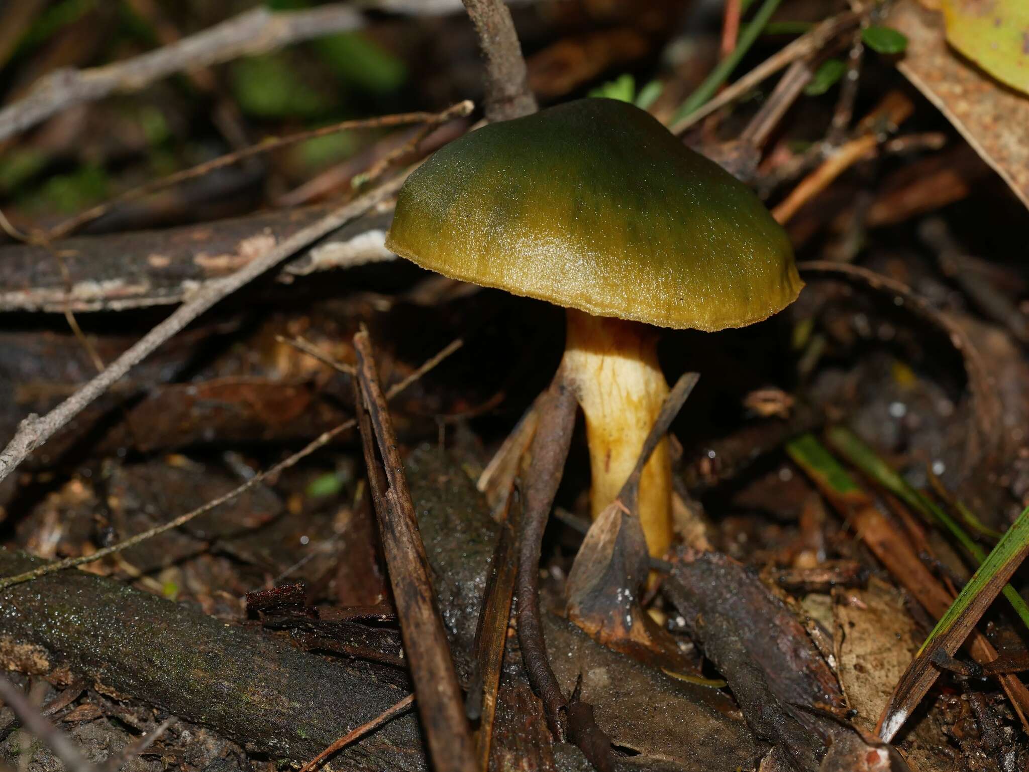 Sivun Cortinarius austrovenetus Cleland 1928 kuva