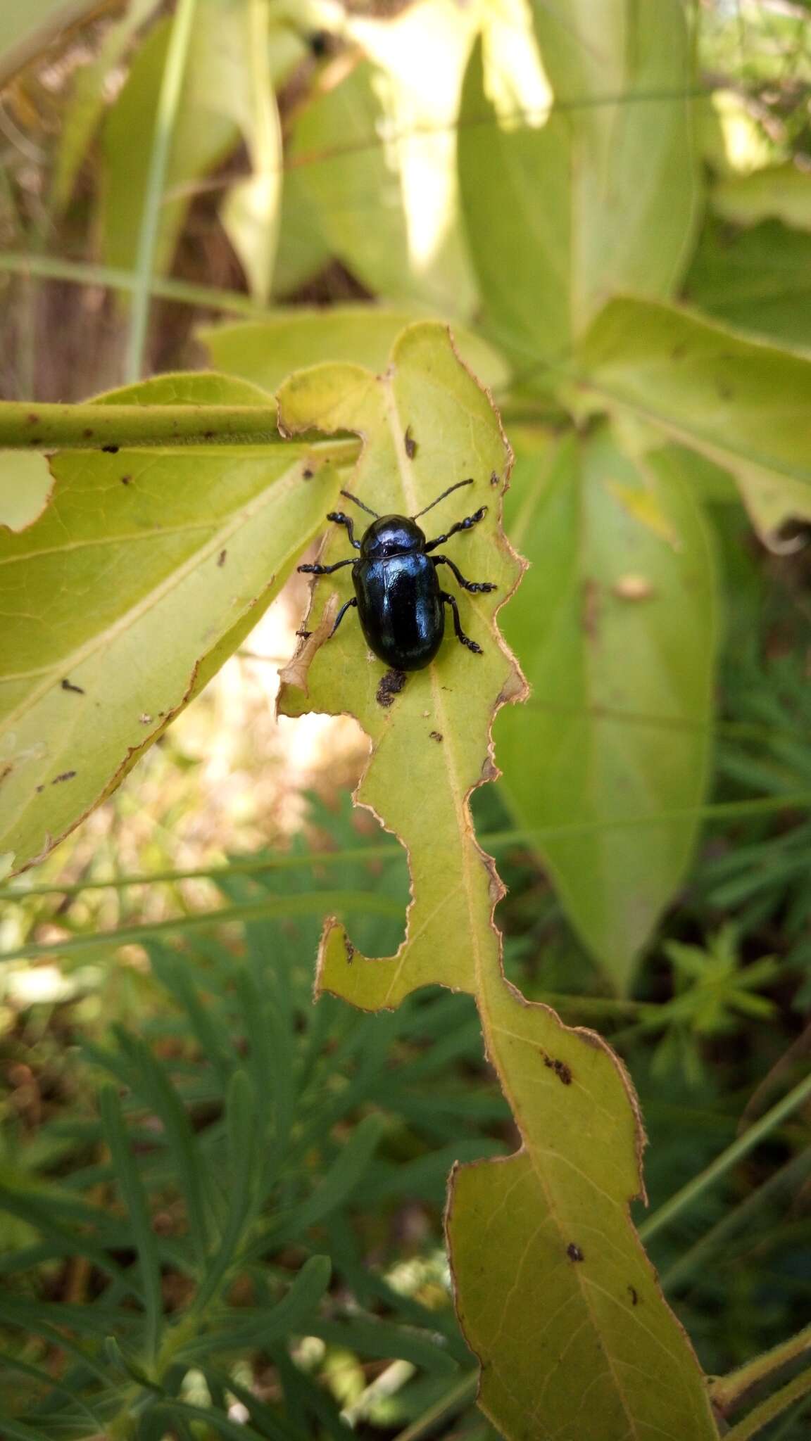 Image of <i>Chrysochus asclepiadeus</i>