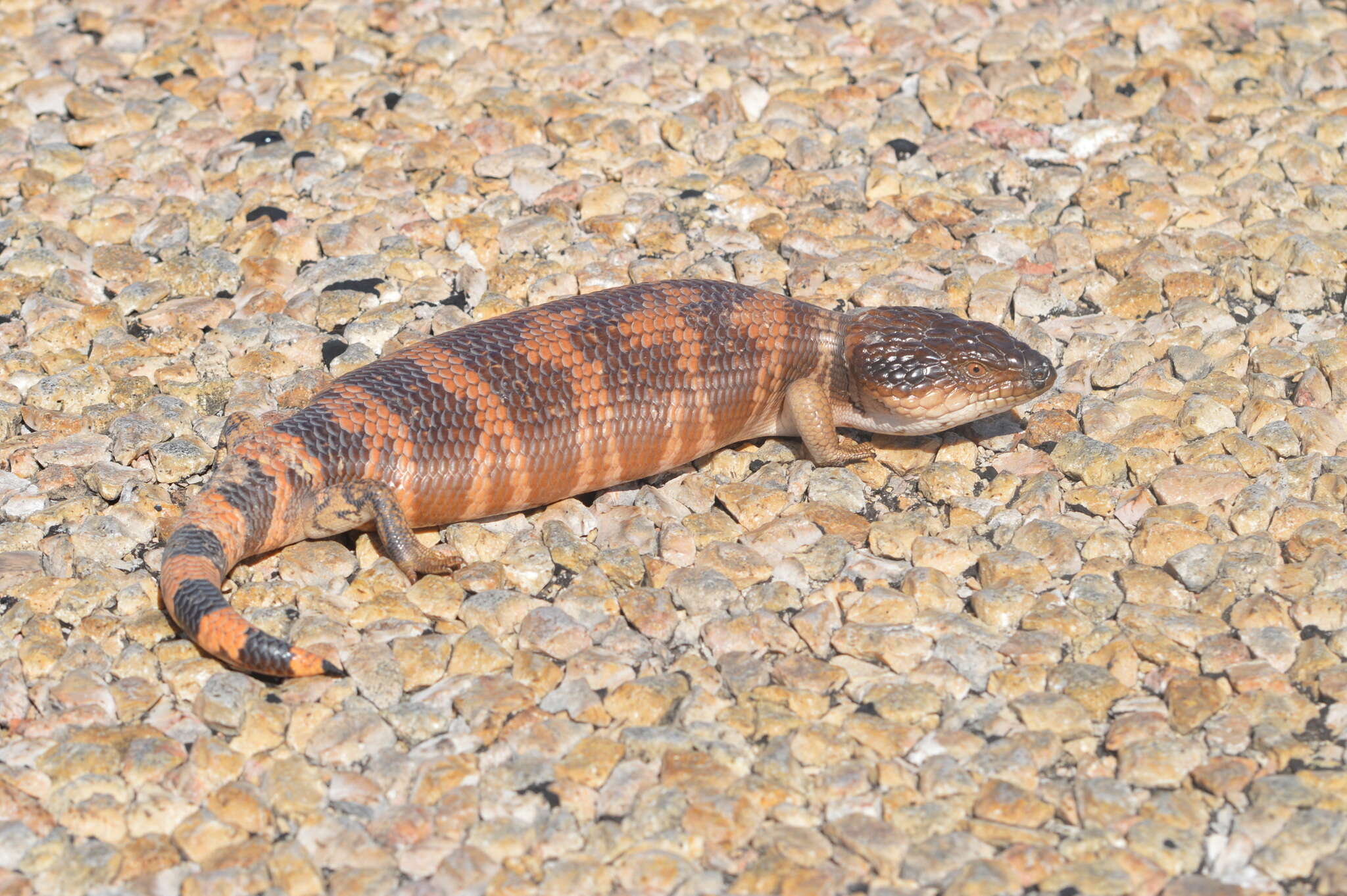 Image of Western blue-tongued lizard