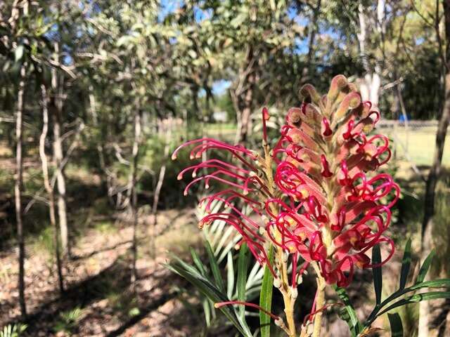 Imagem de Grevillea banksii R. Br.