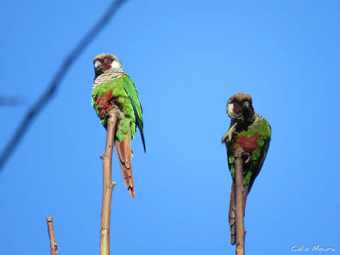 Image de Conure à poitrine grise