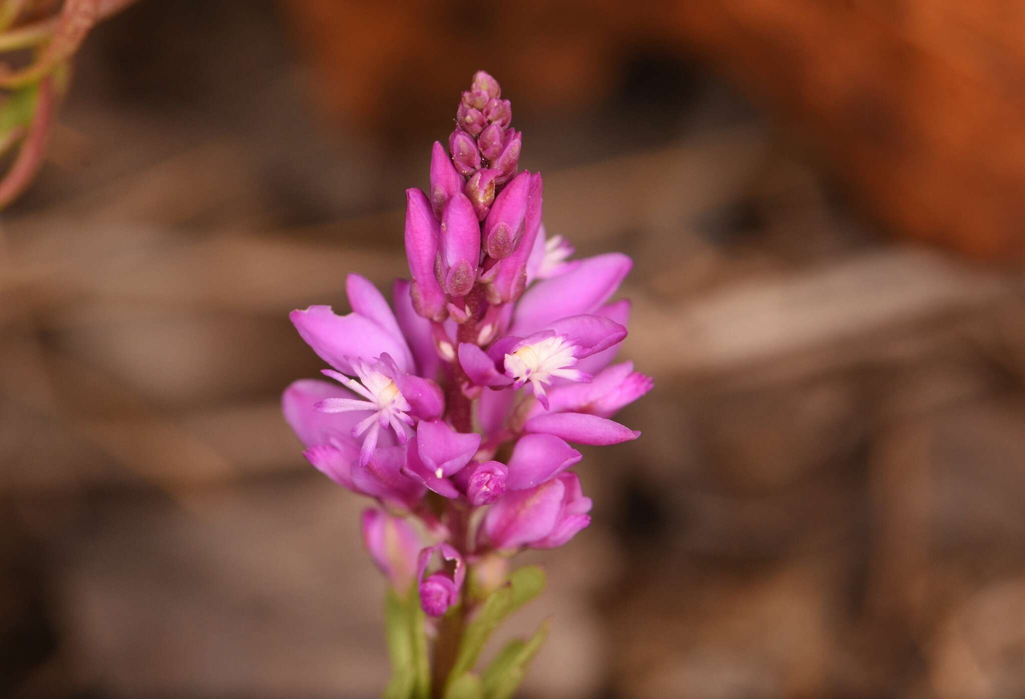 Image of Lewton's milkwort