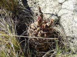 Image of Gymnocalycium striglianum Jeggle & H. Till