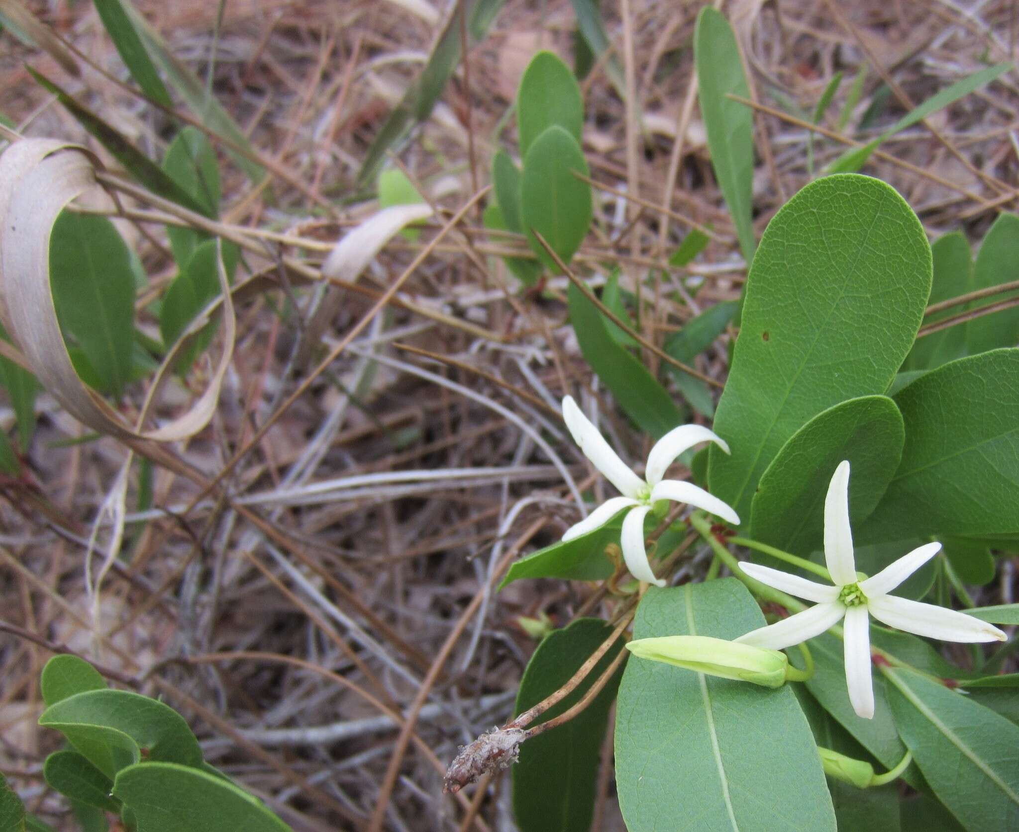 Image of Royal False Pawpaw