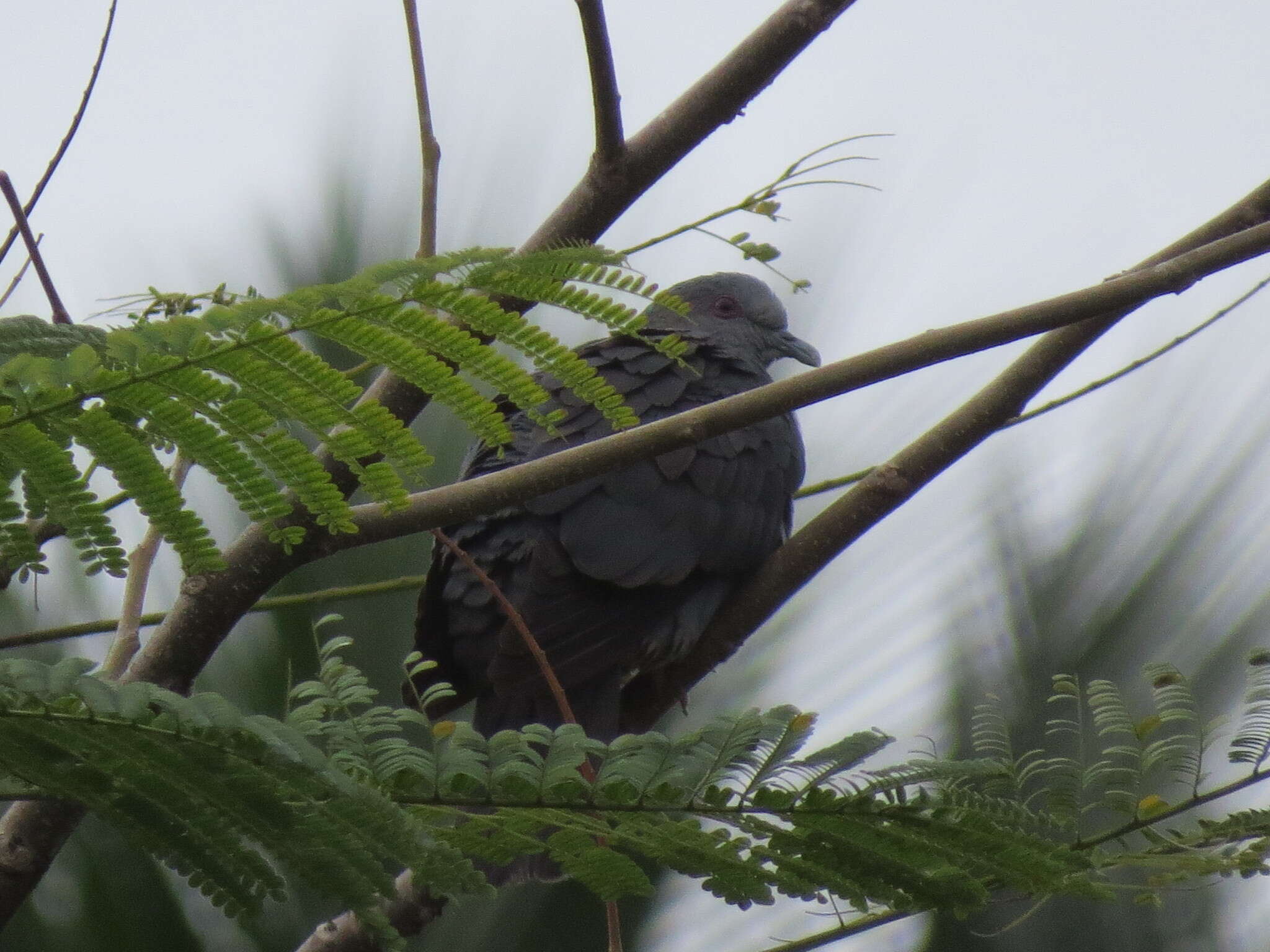 صورة Columba malherbii Verreaux, J, Verreaux & E 1851