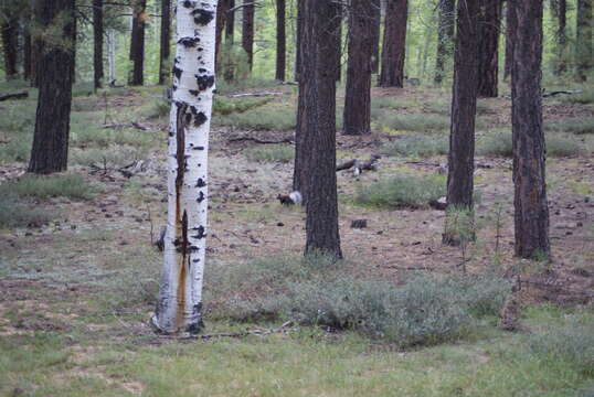 Image of Kaibab squirrel