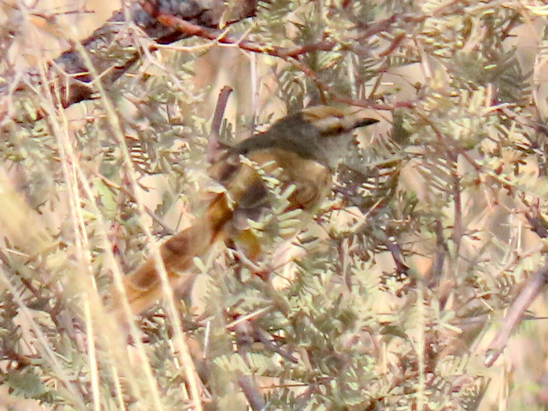 Image of Prinia flavicans flavicans (Vieillot 1821)