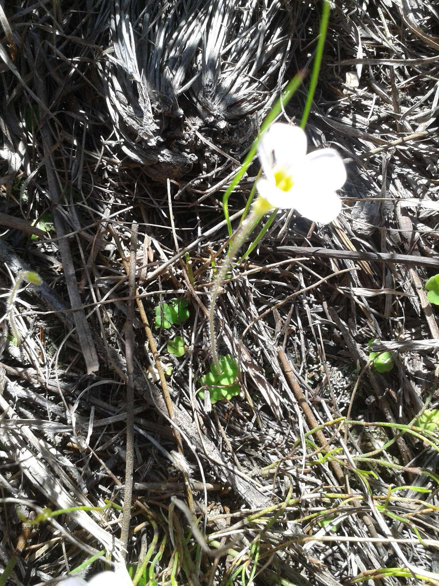 Imagem de Oxalis punctata L. fil.